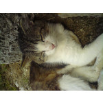 Zdjęcia użytkowników Sony Ericsson C510 Zdjęcia użytkowników Sony Ericsson C510