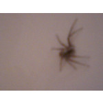 Zdjęcia użytkowników Sony Ericsson C510 Zdjęcia użytkowników Sony Ericsson C510