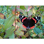 Zdjęcia użytkowników Sony Ericsson C510 Zdjęcia użytkowników Sony Ericsson C510