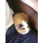 Zdjęcia użytkowników Sony Ericsson C510 Zdjęcia użytkowników Sony Ericsson C510