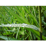 Zdjęcia użytkowników Sony Ericsson C702
