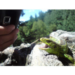 Zdjęcia użytkowników Sony Ericsson C702