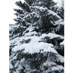 Zdjęcia użytkowników Sony Ericsson C901 Zdjęcia użytkowników Sony Ericsson C901