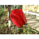 Zdjęcia użytkowników Sony Ericsson C901 Zdjęcia użytkowników Sony Ericsson C901