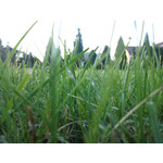 Zdjęcia użytkowników Sony Ericsson C901 Zdjęcia użytkowników Sony Ericsson C901