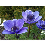 Zdjęcia użytkowników Sony Ericsson C901 Zdjęcia użytkowników Sony Ericsson C901