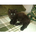 Zdjęcia użytkowników Sony Ericsson C901 Zdjęcia użytkowników Sony Ericsson C901