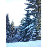 Zdjęcia użytkowników Sony Ericsson C901 Zdjęcia użytkowników Sony Ericsson C901