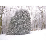 Zdjęcia użytkowników Sony Ericsson C901 Zdjęcia użytkowników Sony Ericsson C901