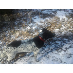 Zdjęcia użytkowników Sony Ericsson C901 Zdjęcia użytkowników Sony Ericsson C901