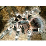 Zdjęcia użytkowników Sony Ericsson C901 Zdjęcia użytkowników Sony Ericsson C901