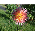 Zdjęcia użytkowników Sony Ericsson C901 Zdjęcia użytkowników Sony Ericsson C901