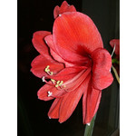 Zdjęcia użytkowników Sony Ericsson C901 Zdjęcia użytkowników Sony Ericsson C901