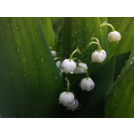 Zdjęcia użytkowników Sony Ericsson C901 Zdjęcia użytkowników Sony Ericsson C901