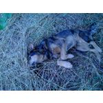 ZDJĘCIA Z TEGO TELEFONU