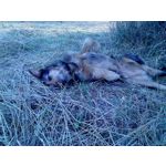 ZDJĘCIA Z TEGO TELEFONU