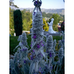 Zdjęcia użytkowników Sony Ericsson Elm