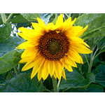 Zdjęcia użytkowników Sony Ericsson Elm