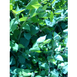 Zdjęcia użytkowników Sony Ericsson Elm