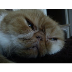 Zdjęcia użytkowników Sony Ericsson Elm