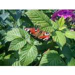 Zdjęcia użytkowników Sony Ericsson Elm