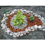 Zdjęcia użytkowników Sony Ericsson Elm