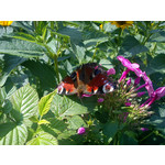 Zdjęcia użytkowników Sony Ericsson Elm