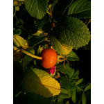 Zdjęcia użytkowników Sony Ericsson Elm