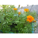 Zdjęcia użytkowników Sony Ericsson Elm