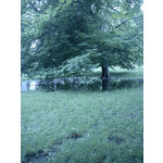 Zdjęcia użytkowników Sony Ericsson Elm