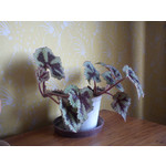 Zdjęcia użytkowników Sony Ericsson Elm