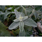 Zdjęcia użytkowników Sony Ericsson Elm