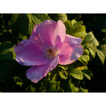 Zdjęcia użytkowników Sony Ericsson Elm