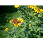 Zdjęcia użytkowników Sony Ericsson Elm