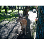 Zdjęcia użytkowników Sony Ericsson Elm