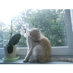 Zdjęcia użytkowników Sony Ericsson Elm