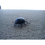 Zdjęcia użytkowników Sony Ericsson Elm