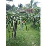 Zdjęcia użytkowników Sony Ericsson Elm