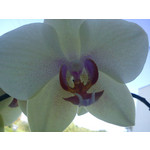 Zdjęcia użytkowników Sony Ericsson Elm