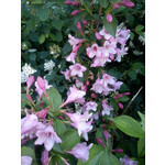 Zdjęcia użytkowników Sony Ericsson Elm