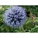 Zdjęcia użytkowników Sony Ericsson Elm