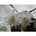 Zdjęcia użytkowników Sony Ericsson Elm