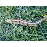 Zdjęcia użytkowników Sony Ericsson Elm