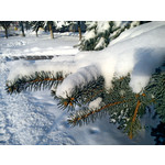 Zdjęcia użytkowników Sony Ericsson Elm