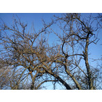 Zdjęcia użytkowników Sony Ericsson Elm