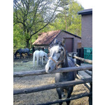 Zdjęcia użytkowników Sony Ericsson Elm