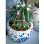 Zdjęcia użytkowników Sony Ericsson Elm