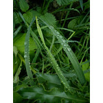 Zdjęcia użytkowników Sony Ericsson Elm