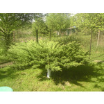 Zdjęcia użytkowników Sony Ericsson G900