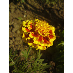 Zdjęcia użytkowników Sony Ericsson G900